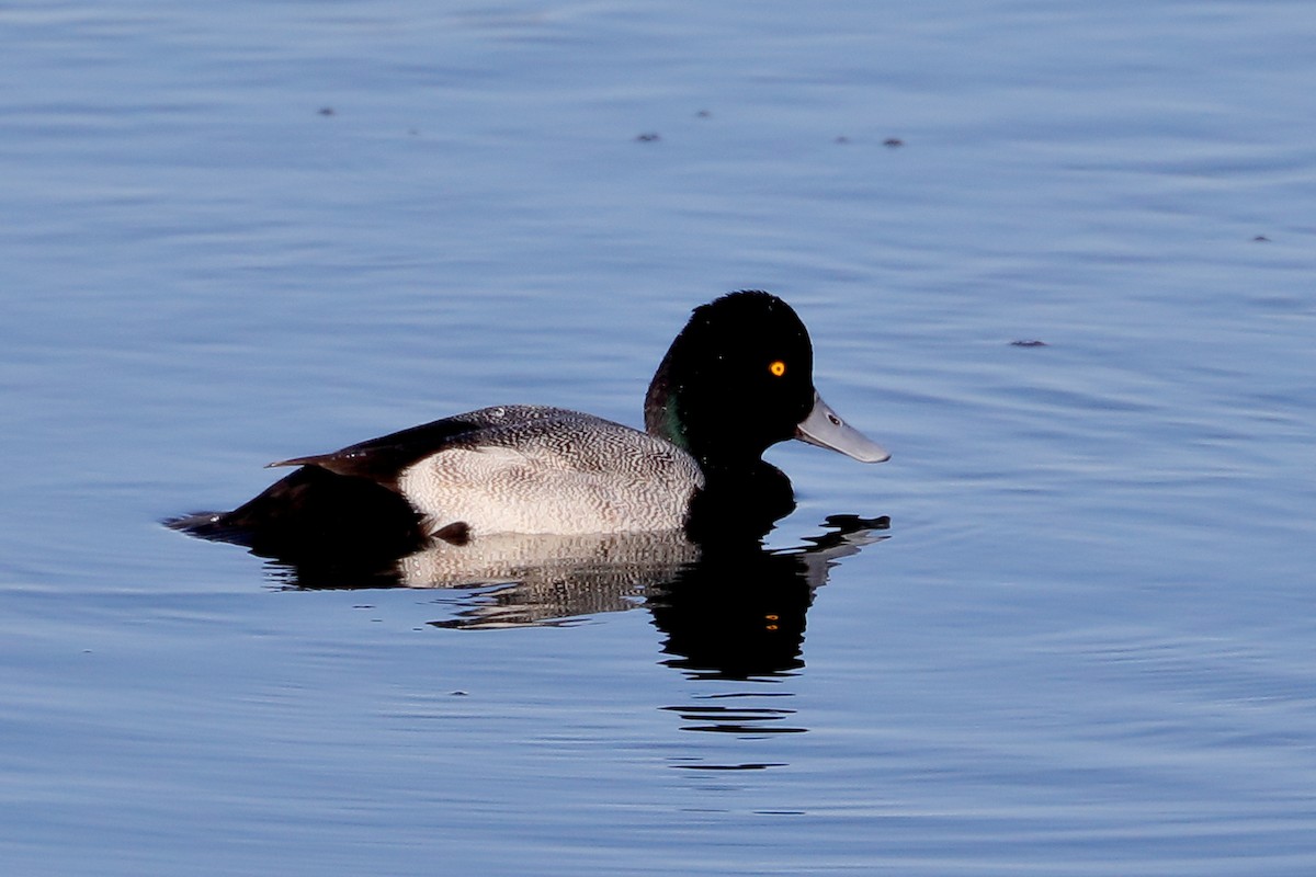 Porrón Bola - ML646539496