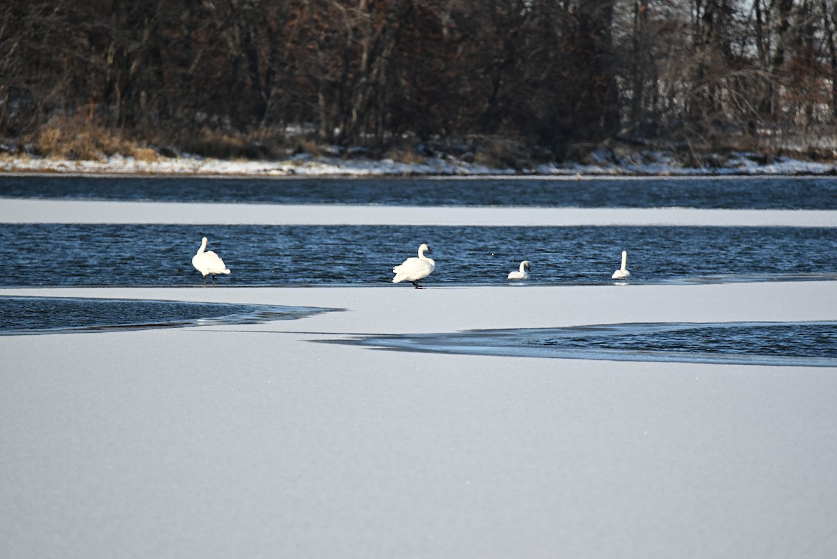 Trumpeter Swan - ML646539499