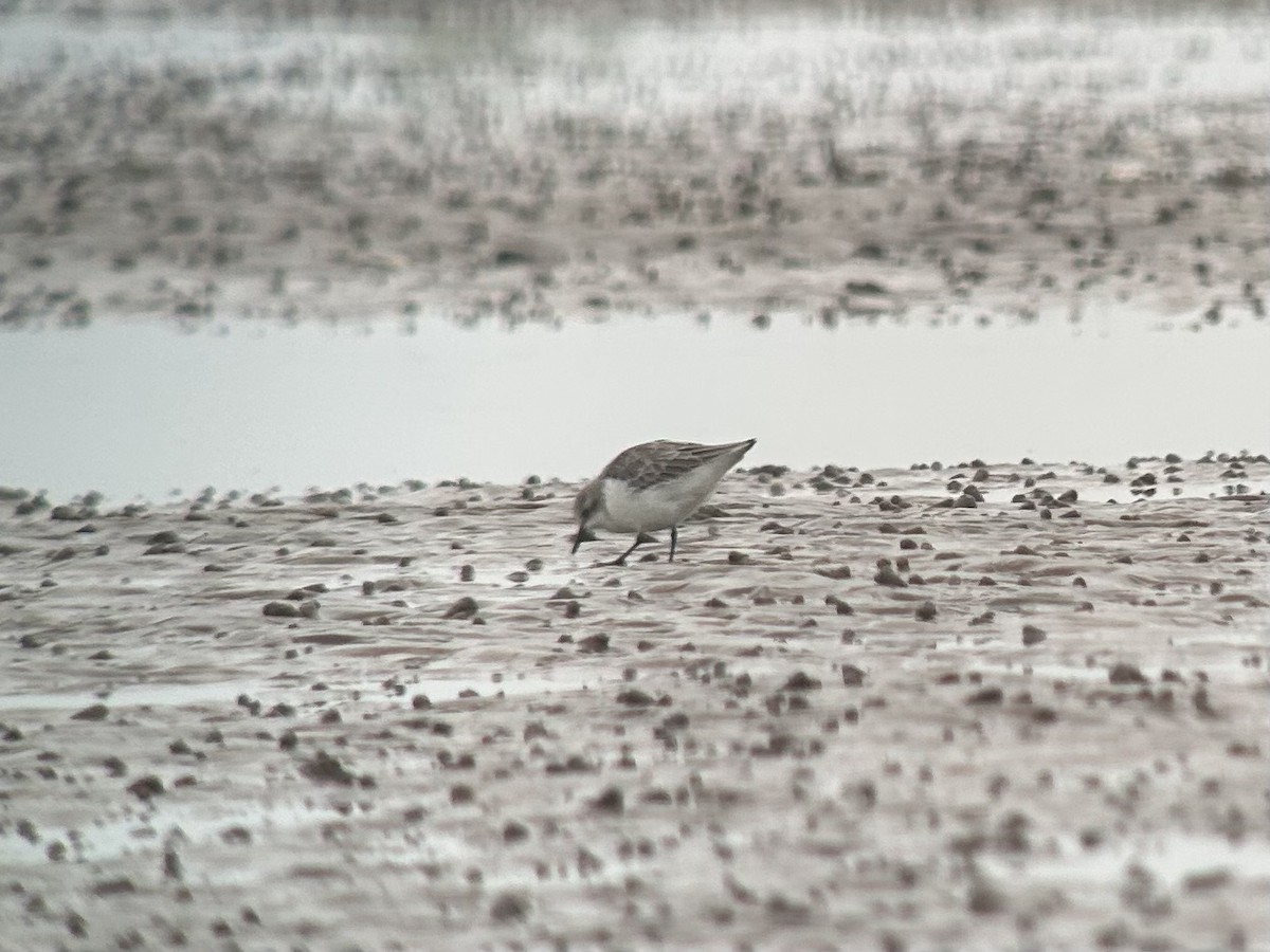 Red-necked Stint - ML646539501