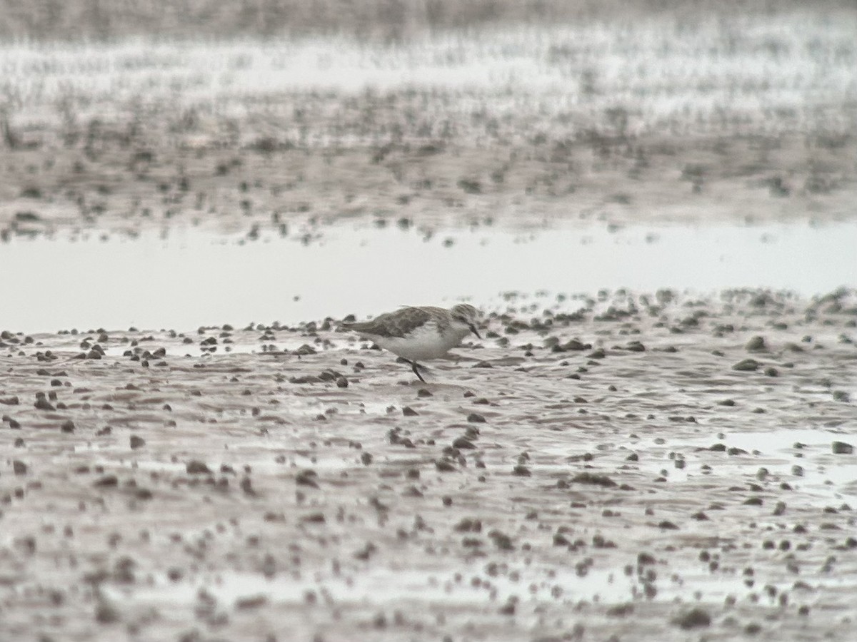 Red-necked Stint - ML646539502