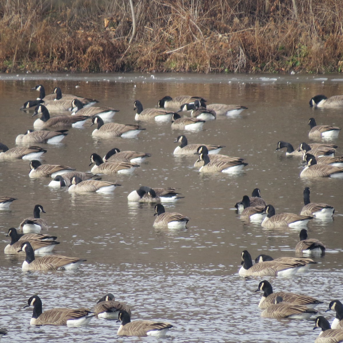 Branta kanadar handia - ML646539503