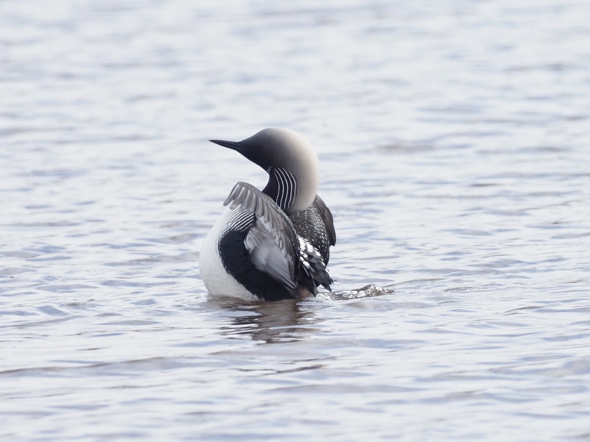 Pazifikoko aliota - ML646539504