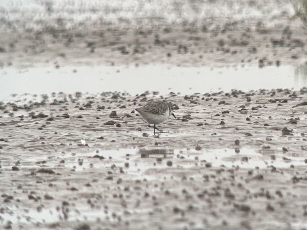 Red-necked Stint - ML646539505