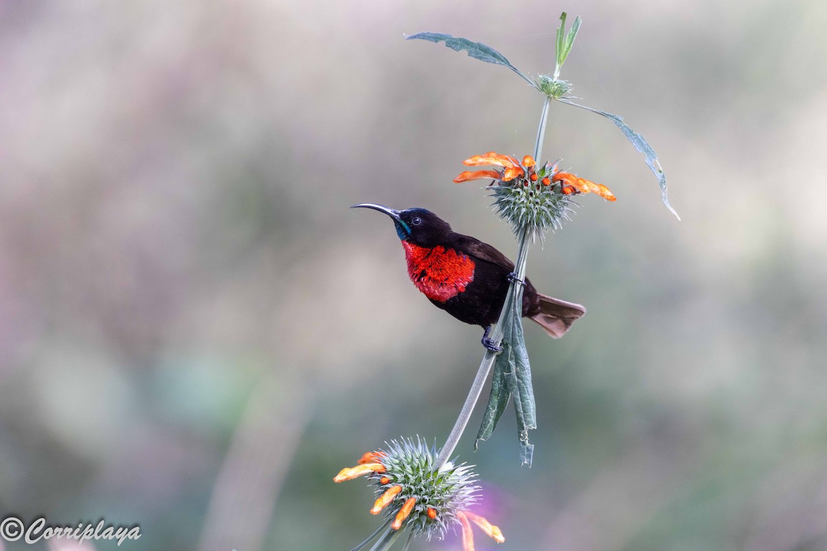 Scarlet-chested Sunbird - ML646539507