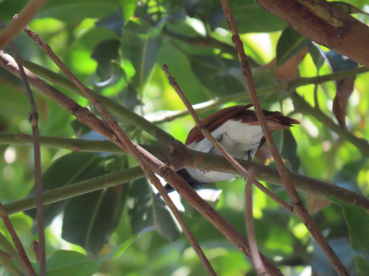 カワリサンコウチョウ - ML646539515