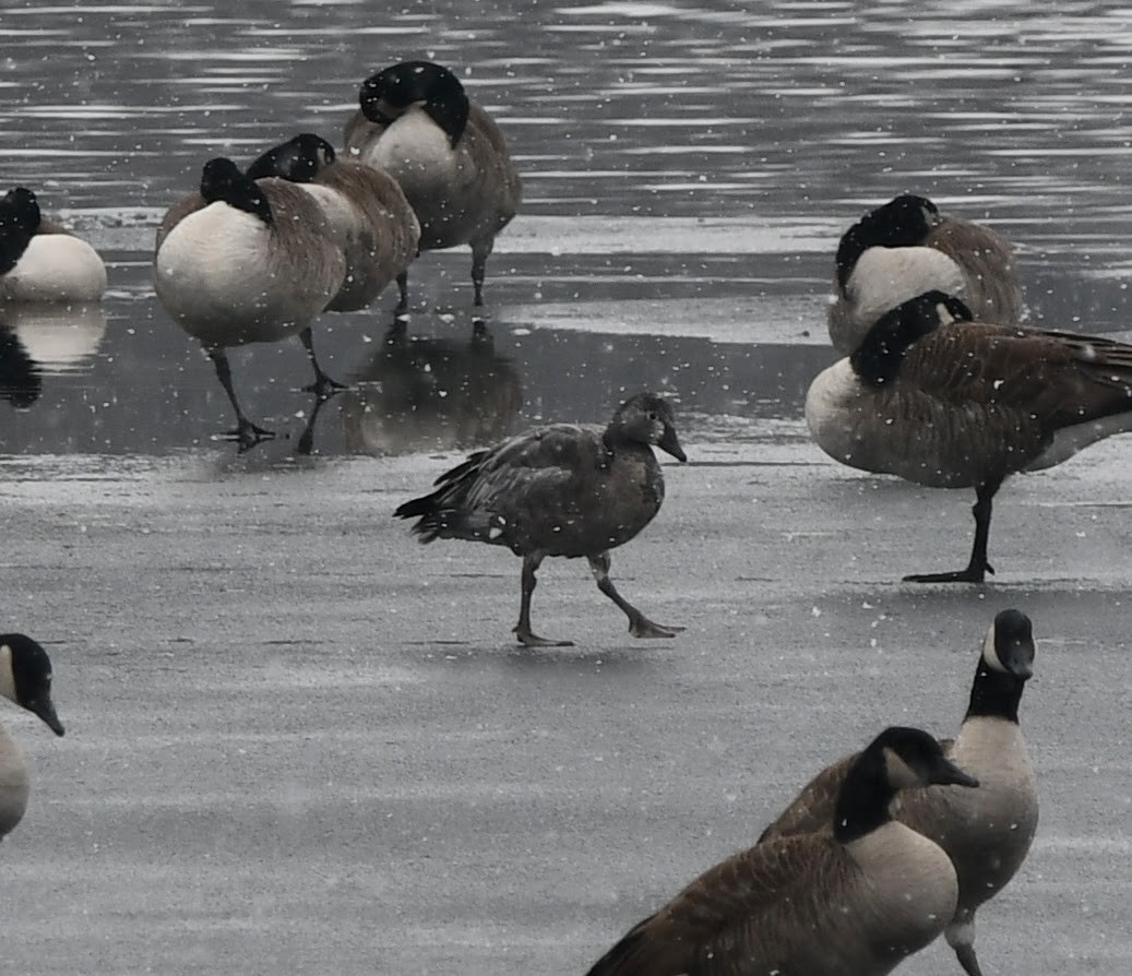 Snow Goose - ML646539516