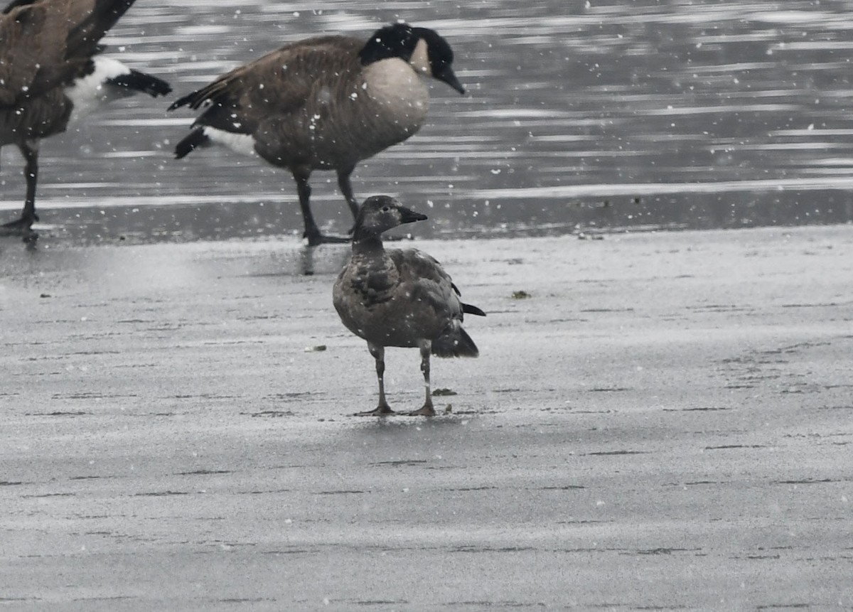 Snow Goose - ML646539517