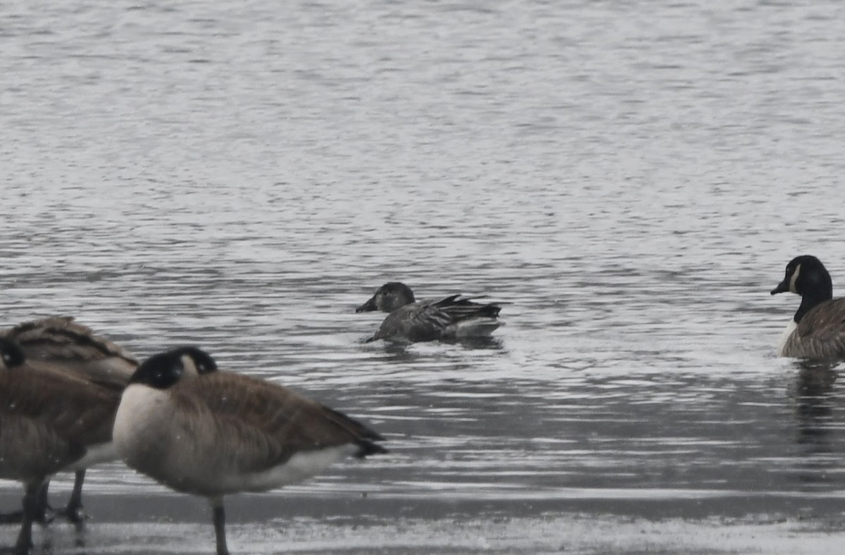 Snow Goose - ML646539518