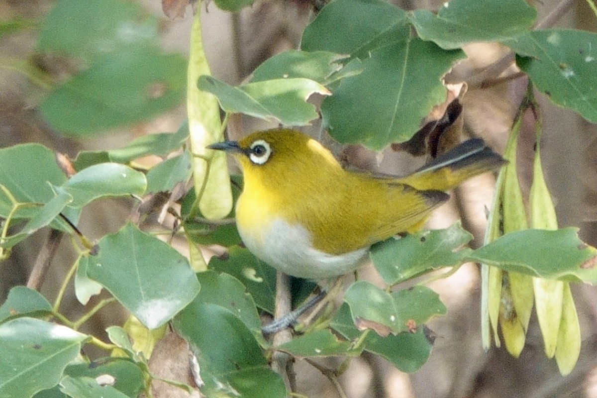 Zostérops oriental - ML646539519