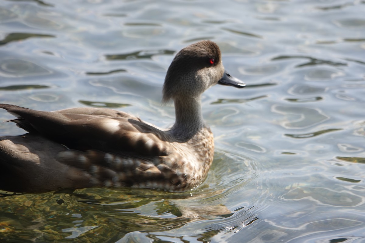 カンムリガモ - ML646539520