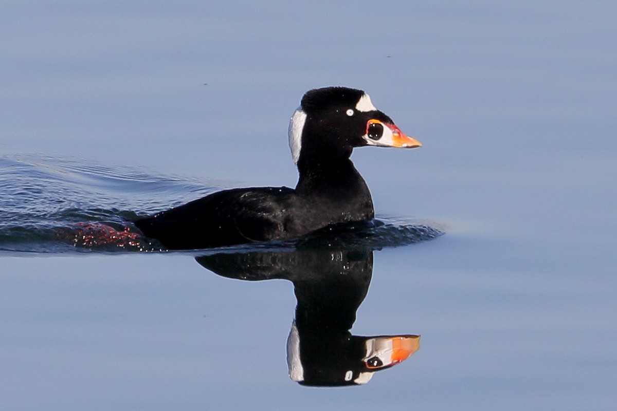 アラナミキンクロ - ML646539522