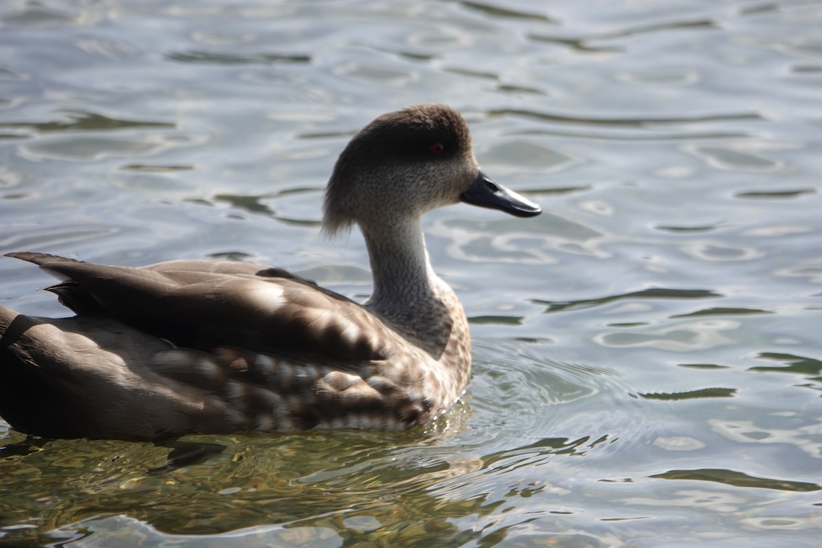 カンムリガモ - ML646539528