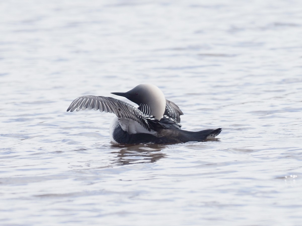 シロエリオオハム - ML646539529