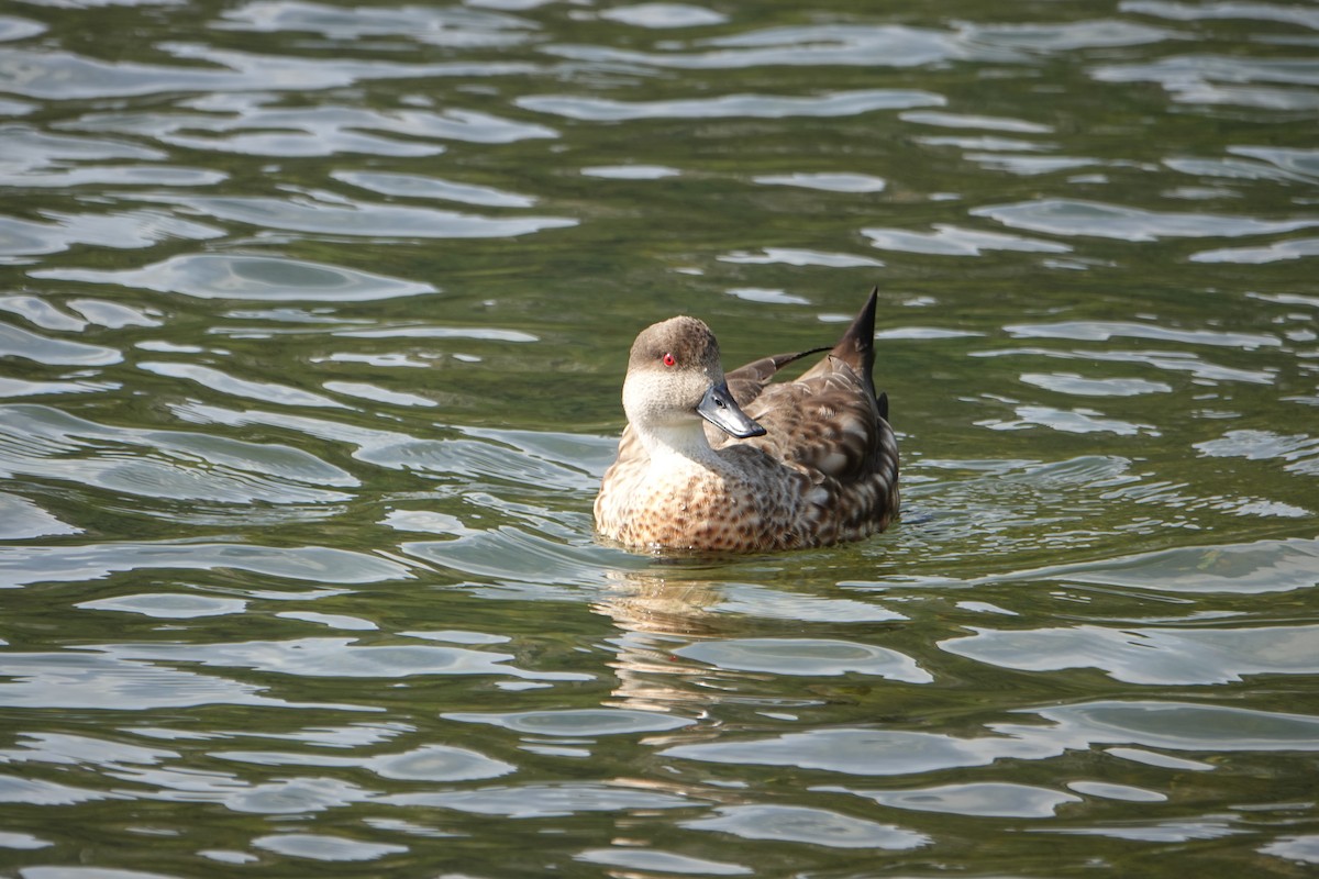 カンムリガモ - ML646539530