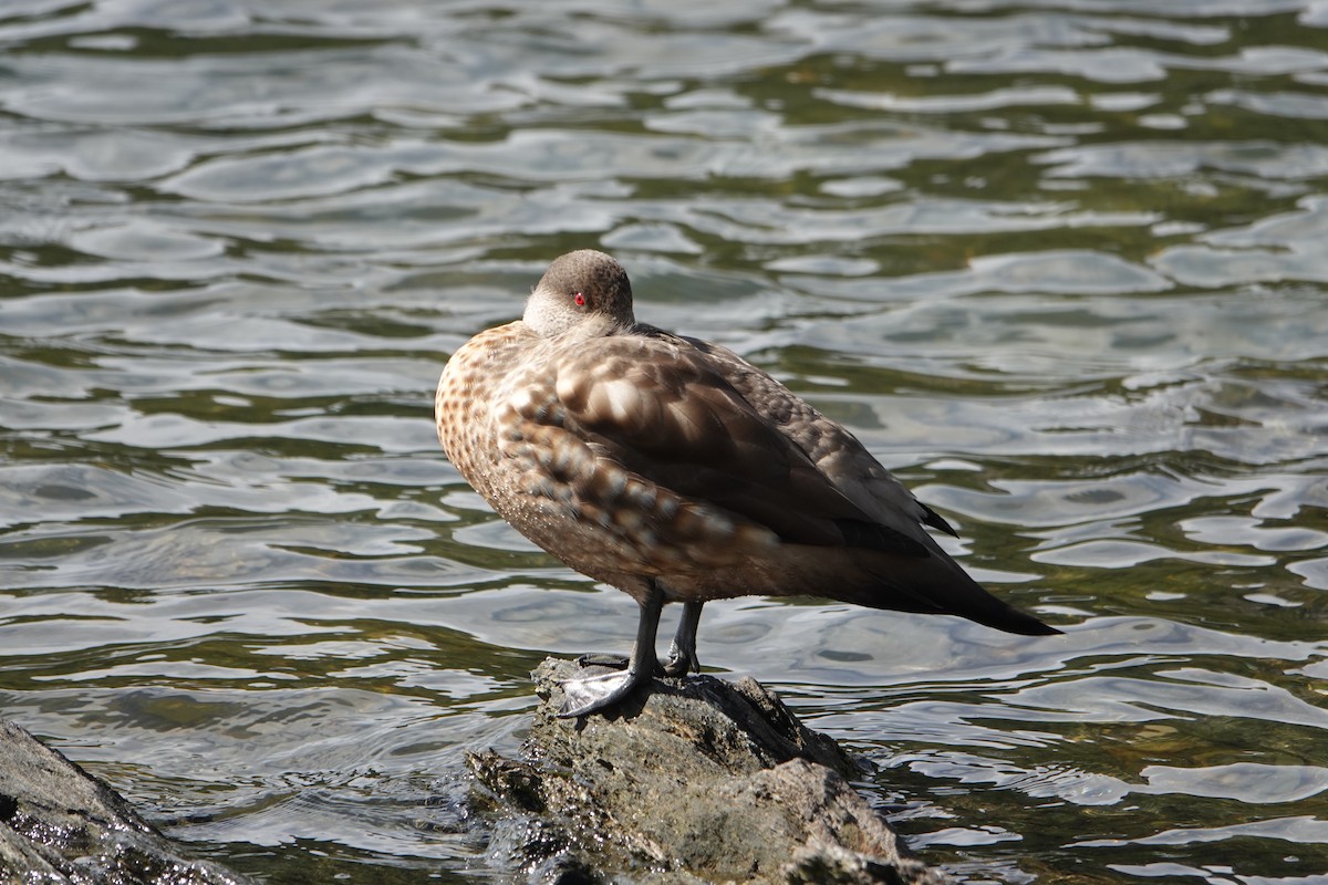 カンムリガモ - ML646539531