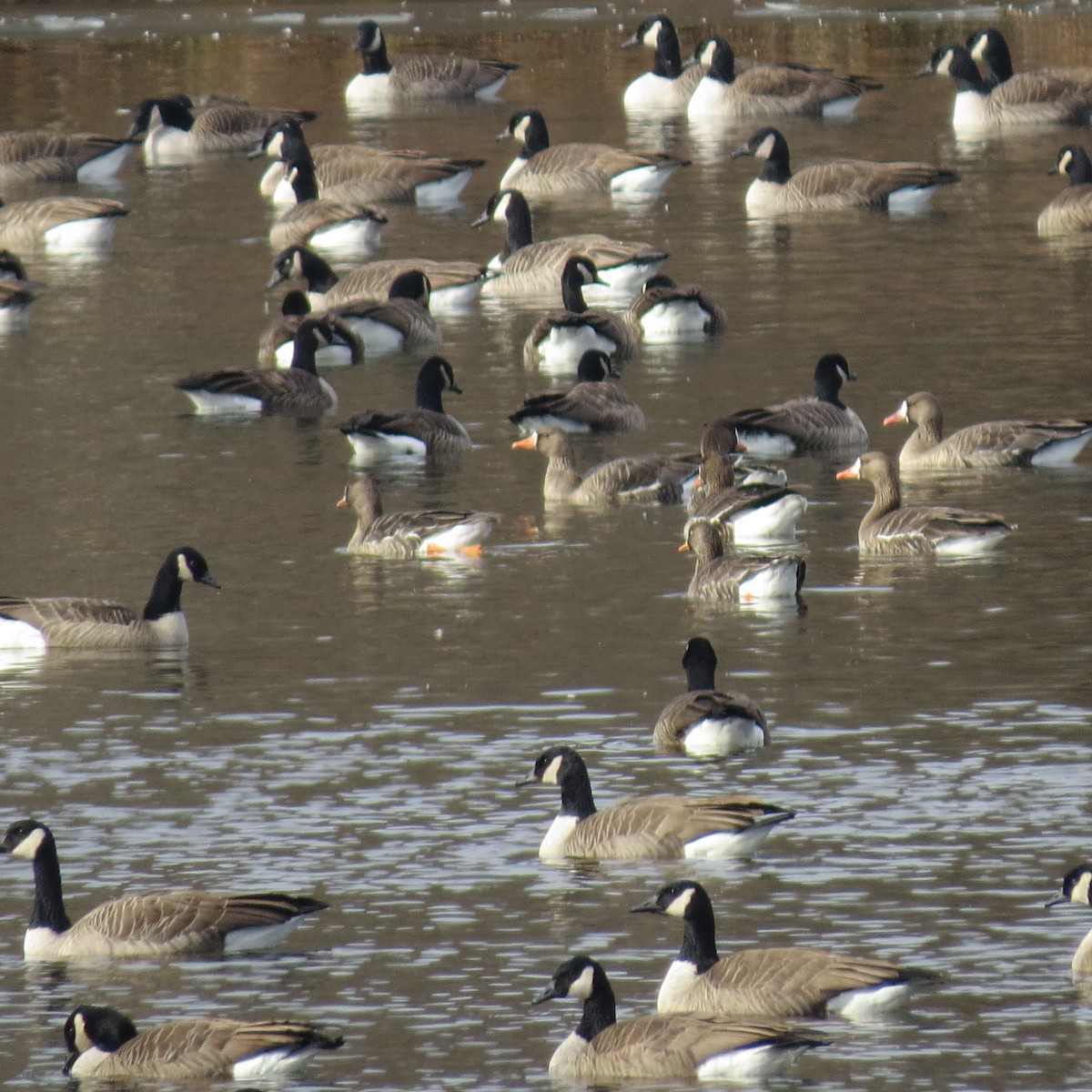 Antzara muturzuria - ML646539532