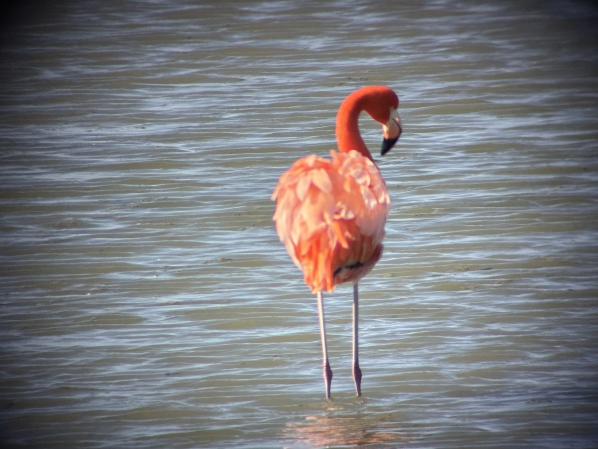 American Flamingo - ML646539533