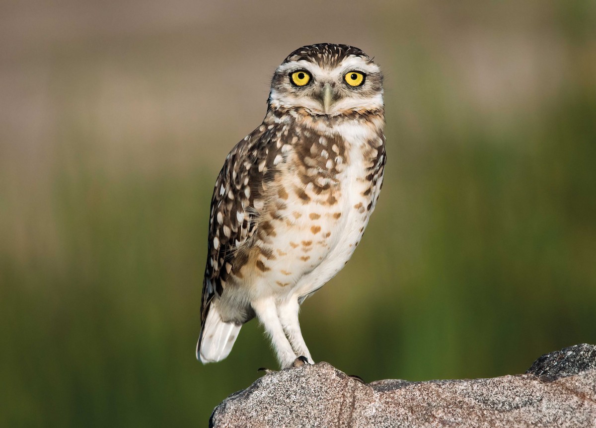 アナホリフクロウ - ML646539534