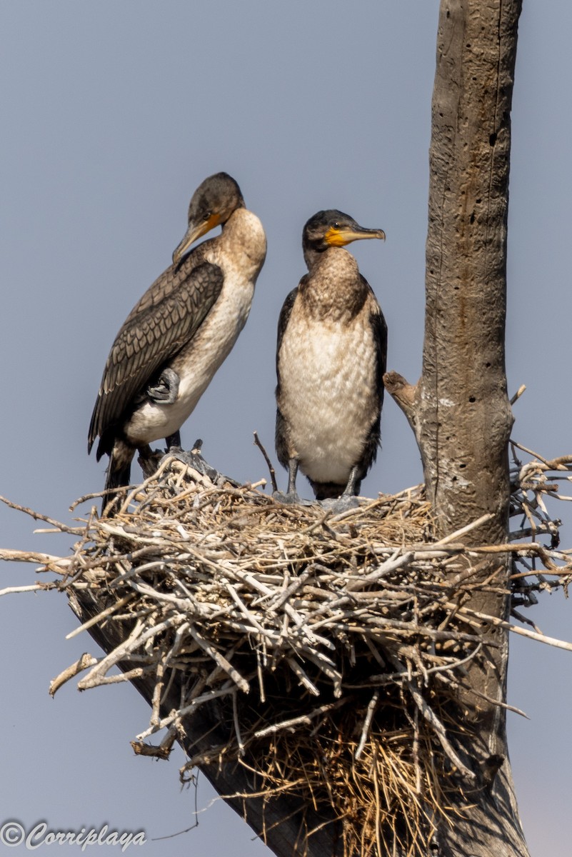 קורמורן גדול - ML646539535