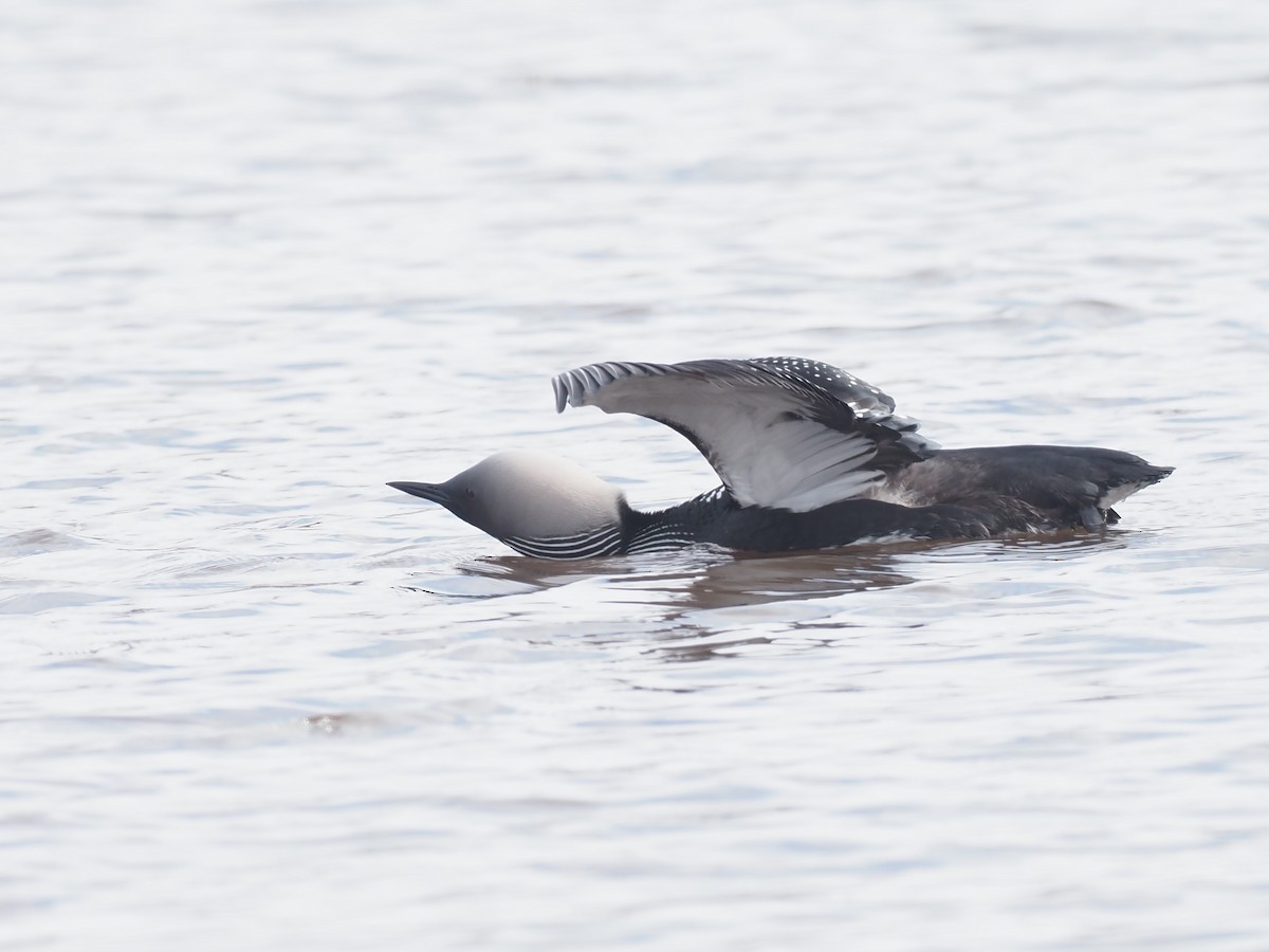 シロエリオオハム - ML646539536