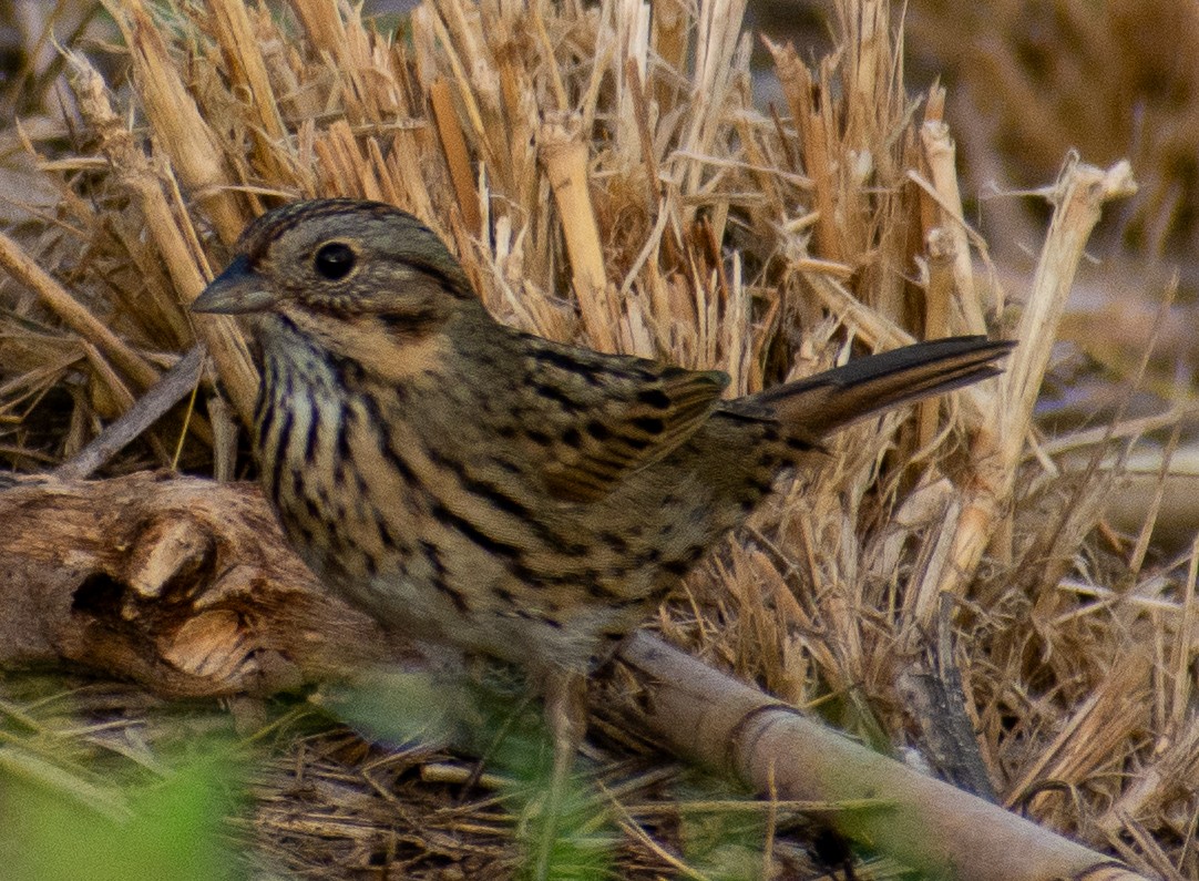 ヒメウタスズメ - ML646539537