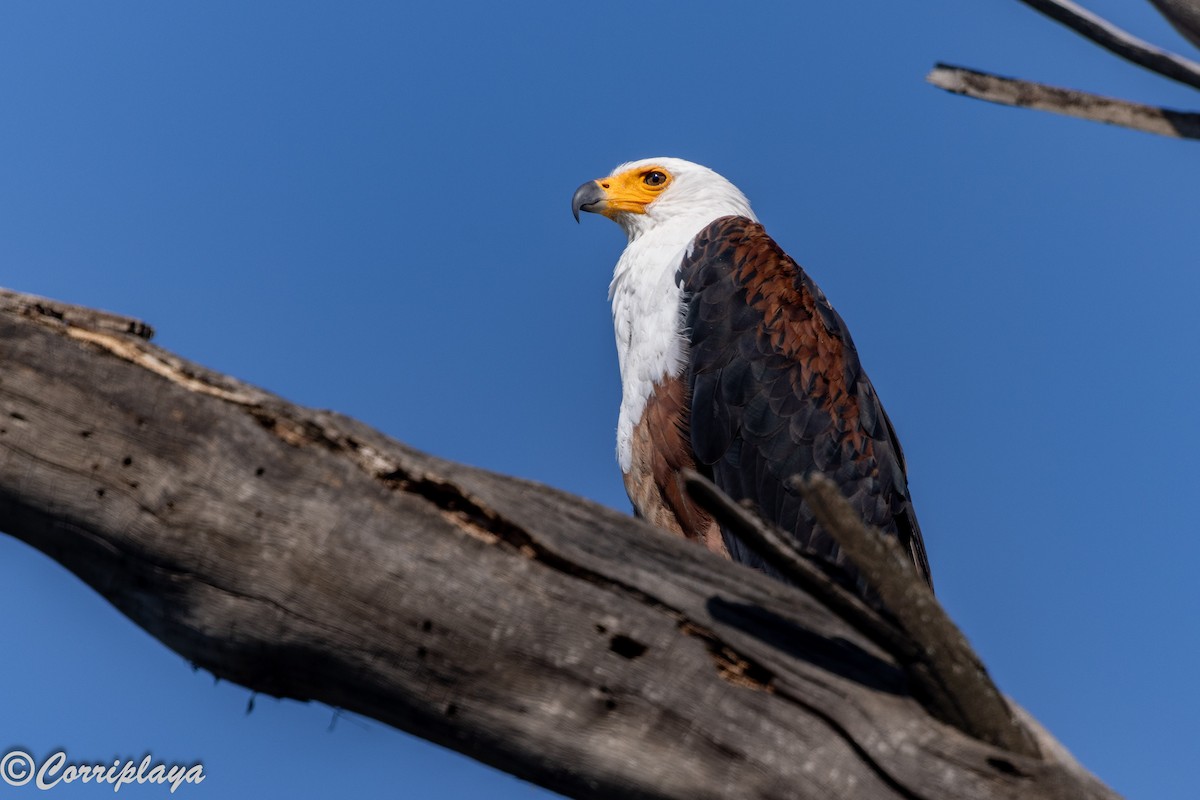 עיטם אפריקני - ML646539543