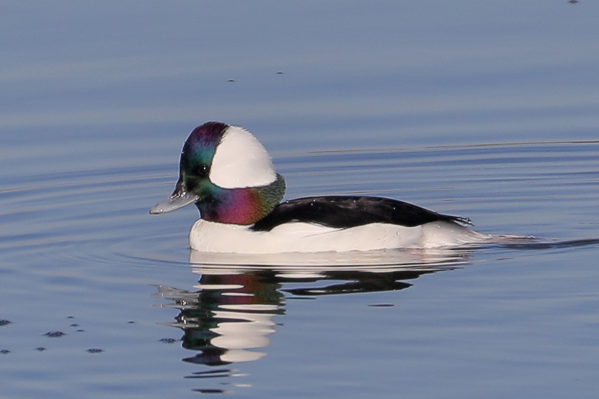 ヒメハジロ - ML646539544