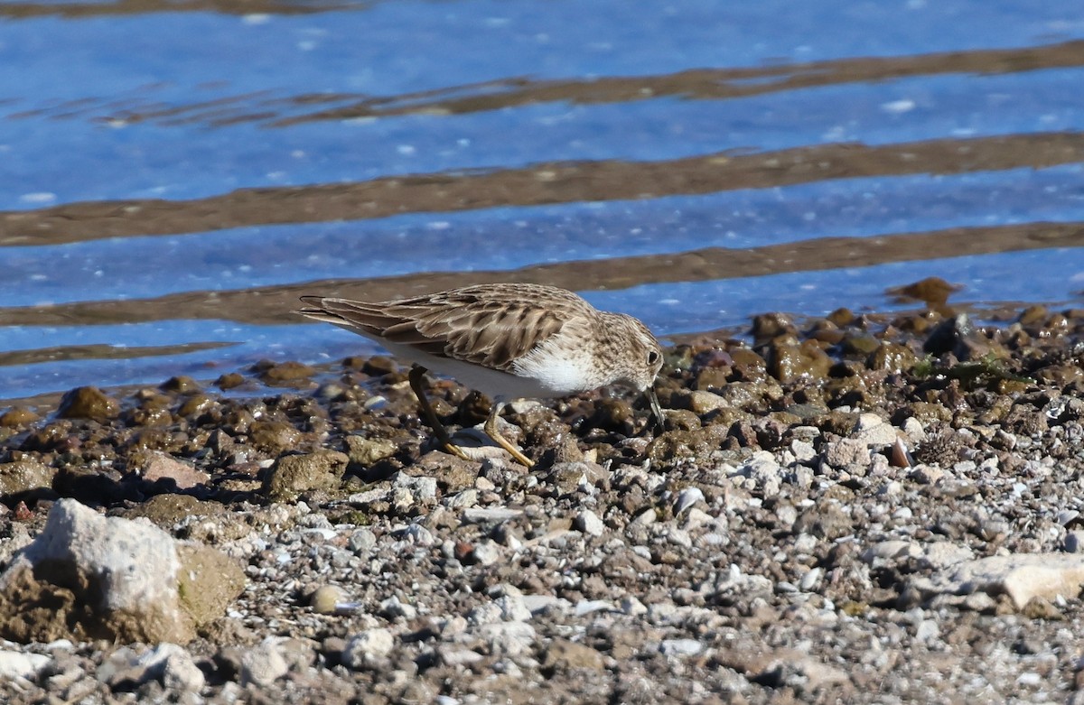 アメリカヒバリシギ - ML646539546