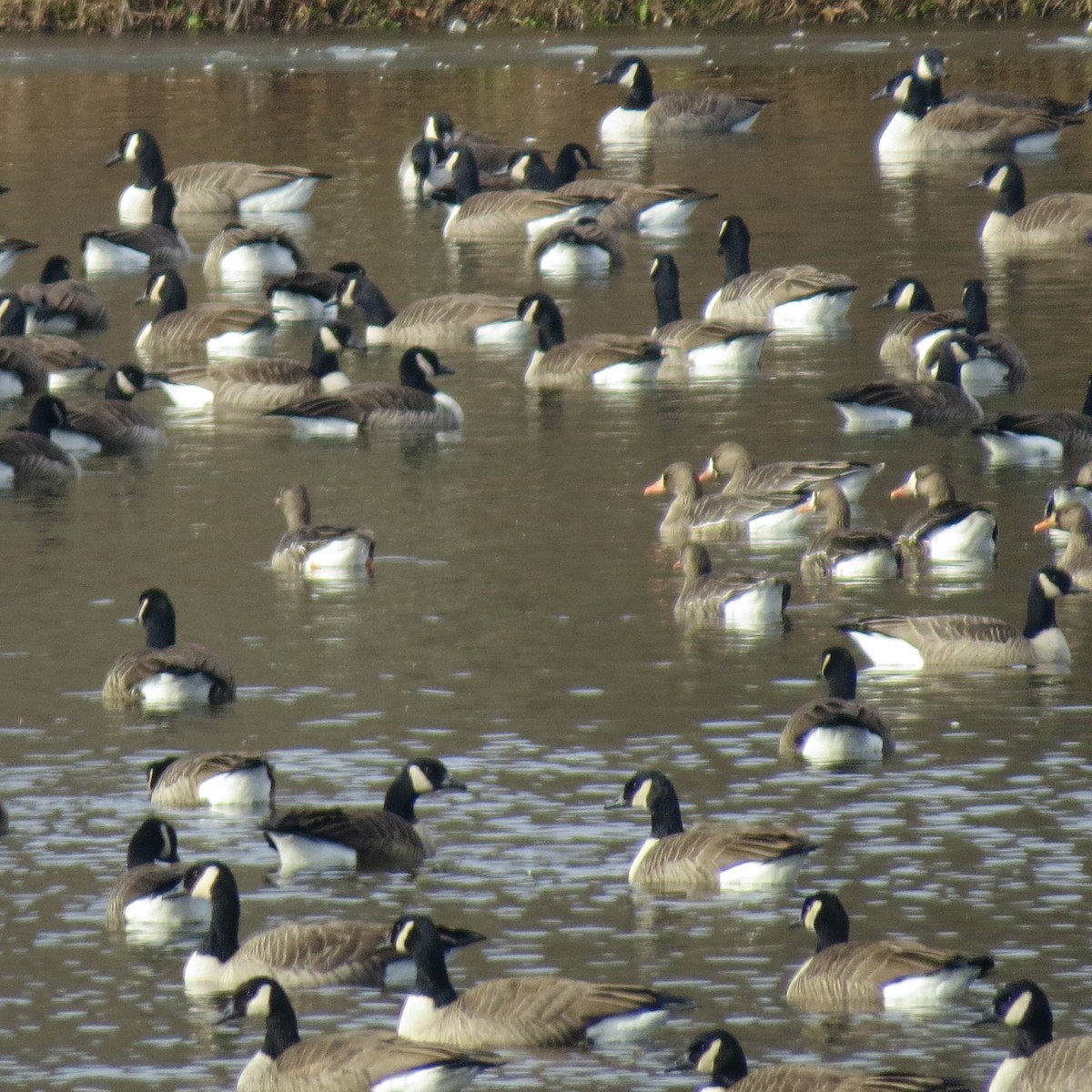 Antzara muturzuria - ML646539547