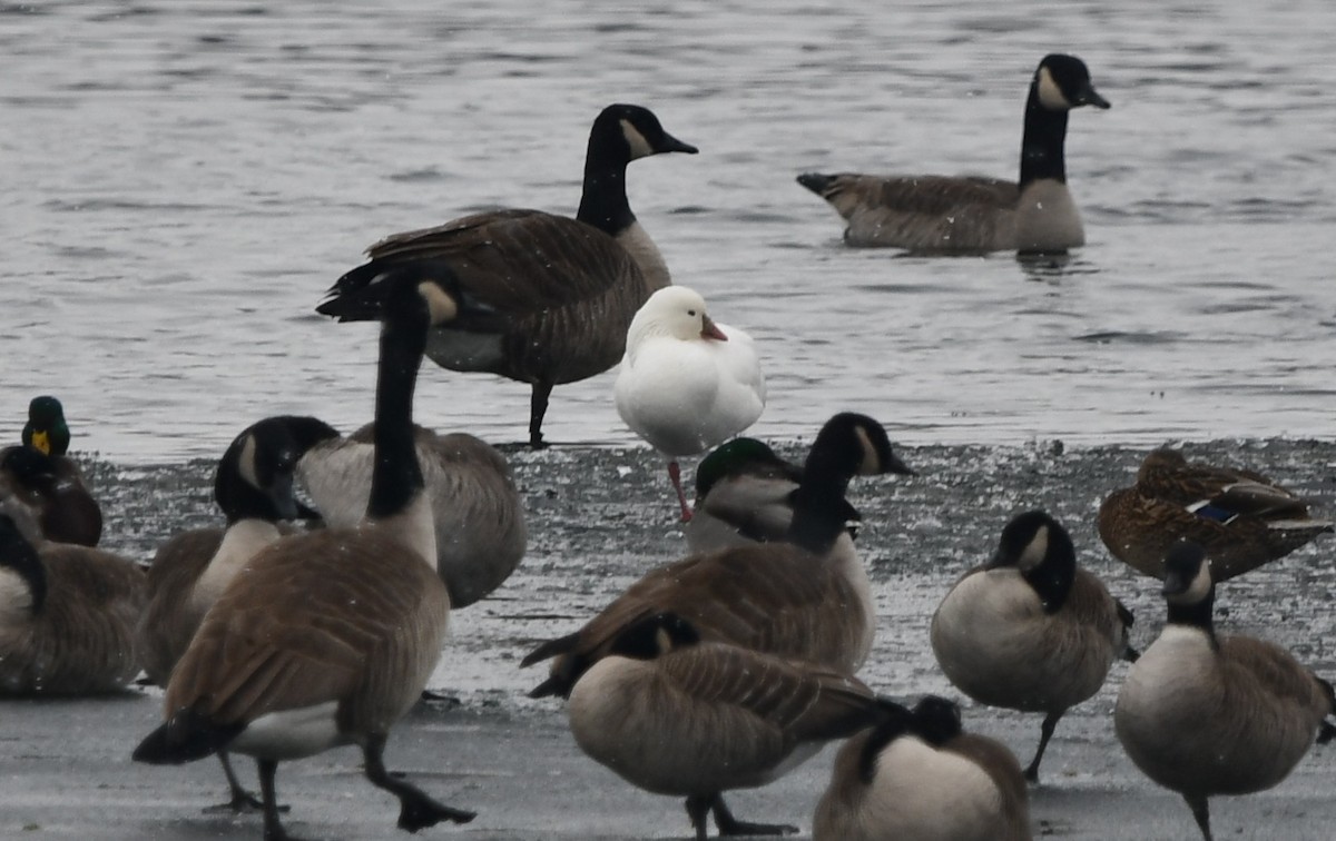 Ross's Goose - ML646539548