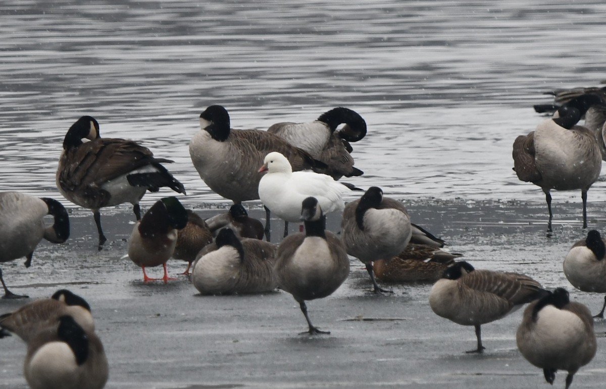 Ross's Goose - ML646539549