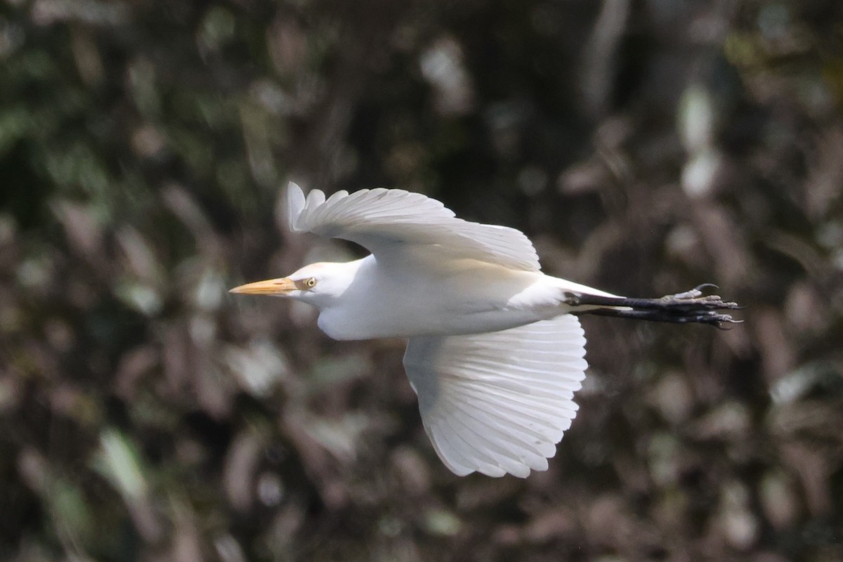 ニシアマサギ - ML646539550