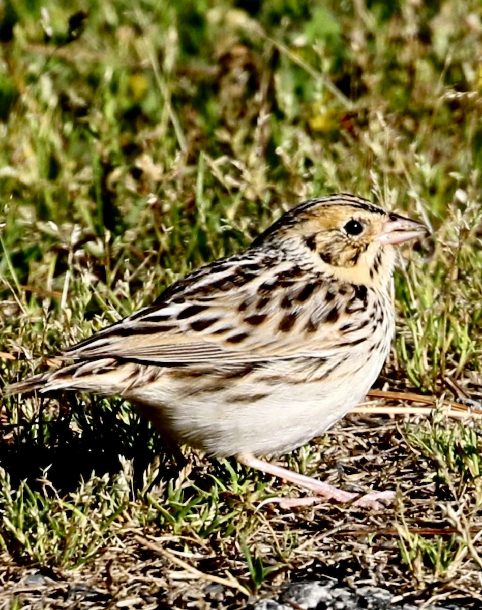 Baird Serçesi - ML646539551