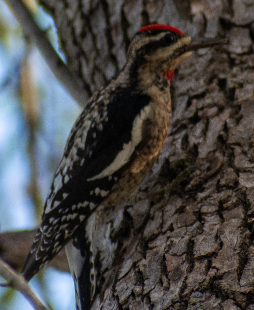 シルスイキツツキ - ML646539552