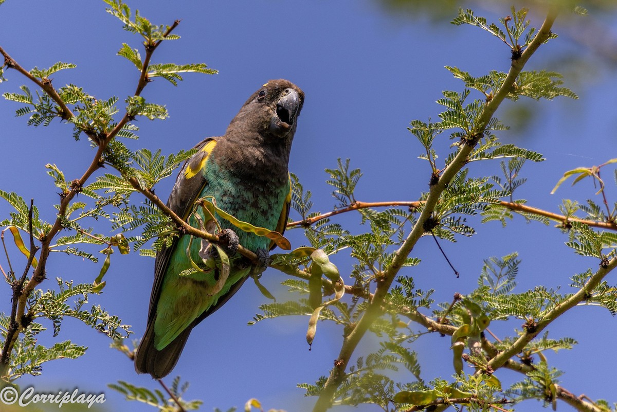 Meyer's Parrot - ML646539553