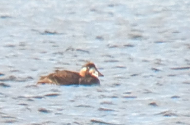 Surf Scoter - ML646539554