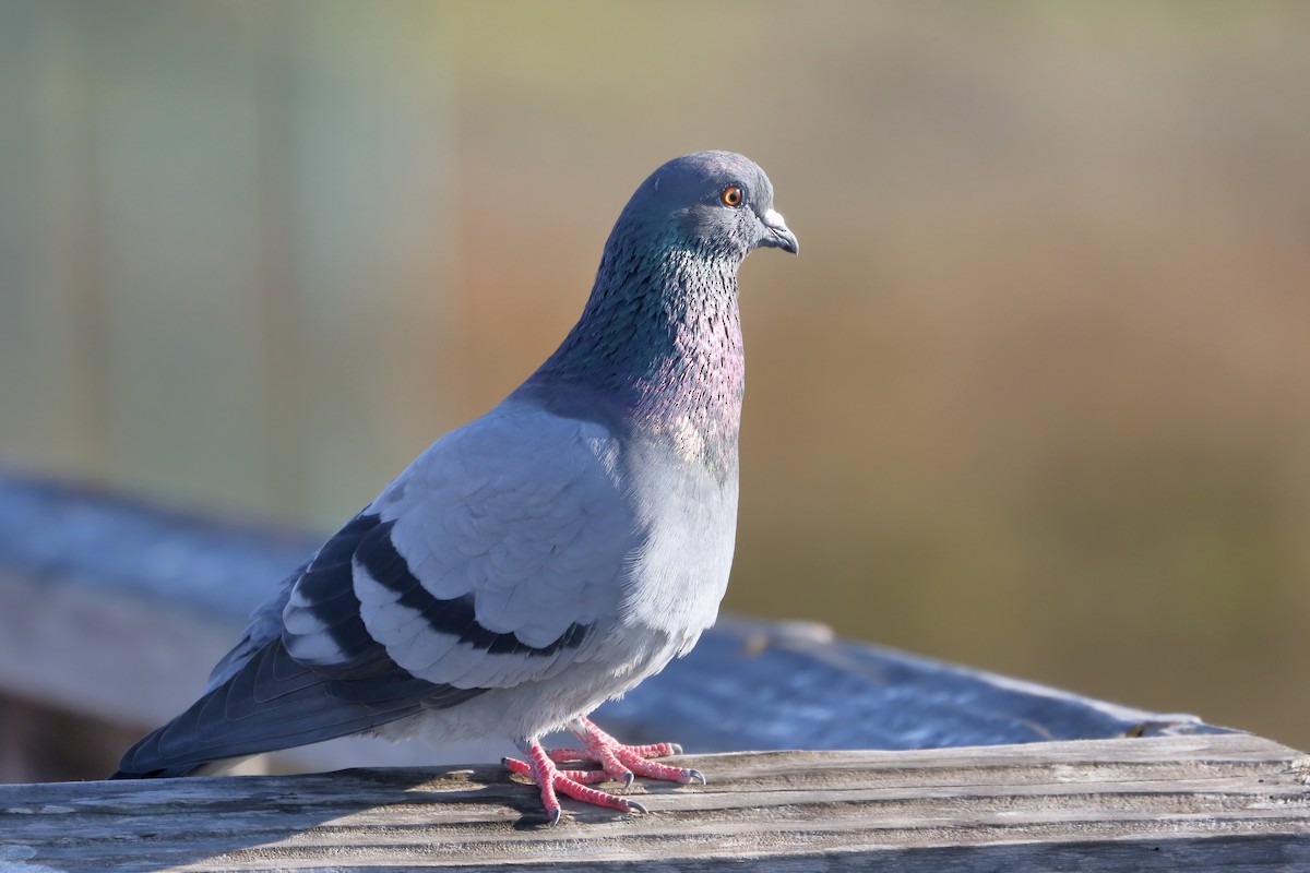 カワラバト（ドバト、家畜型） - ML646539555