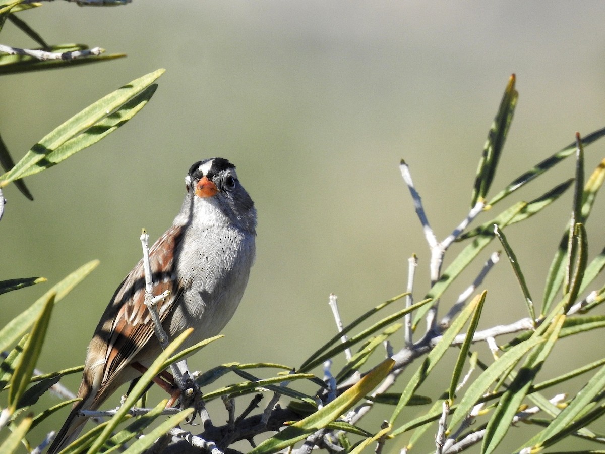ミヤマシトド - ML646539556