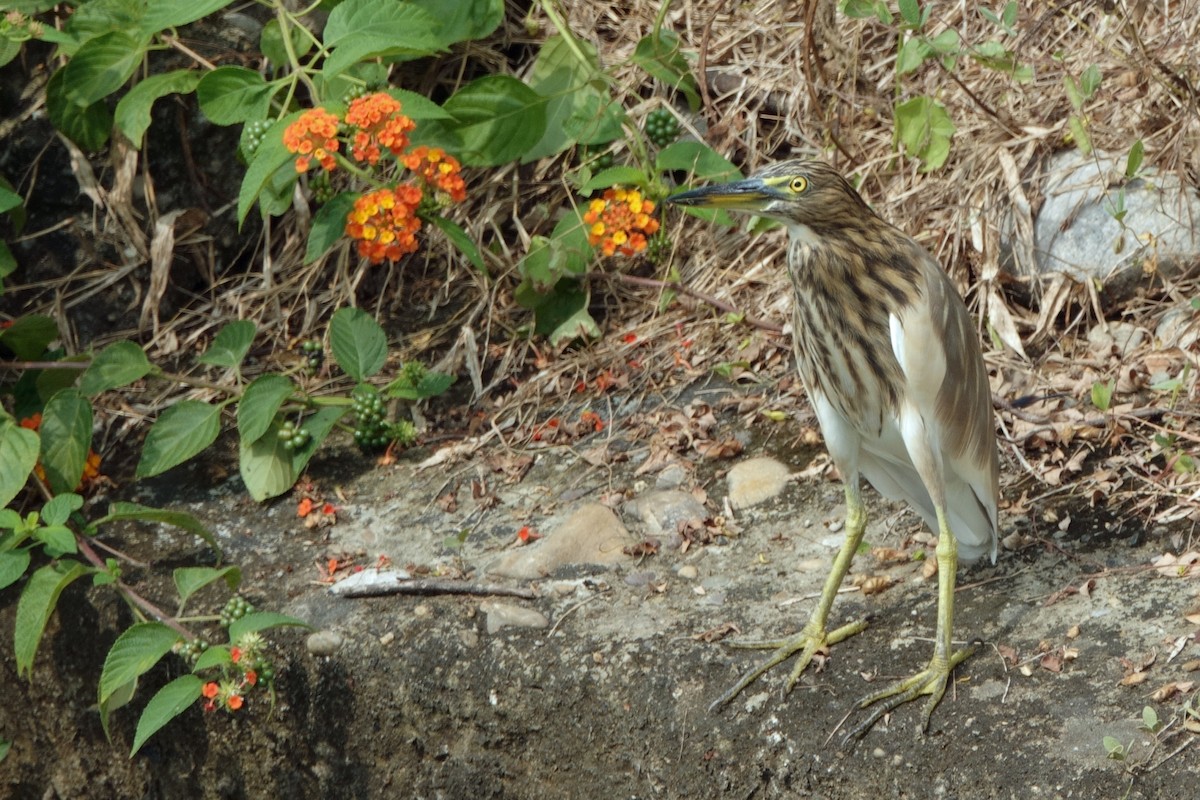 インドアカガシラサギ - ML646539557