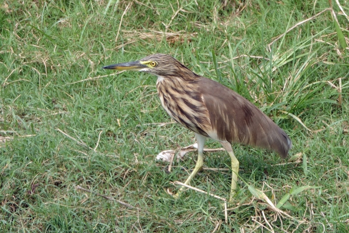 インドアカガシラサギ - ML646539558