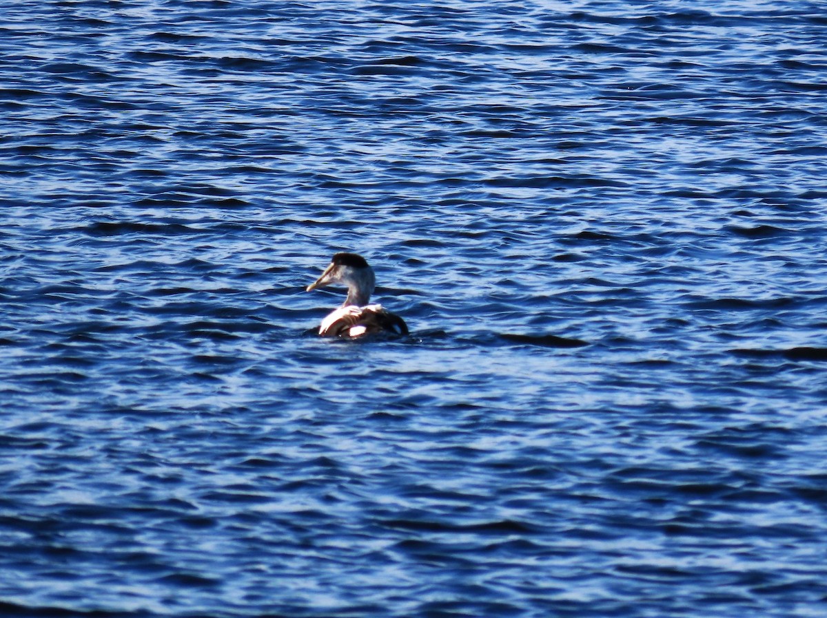 ホンケワタガモ - ML646539559