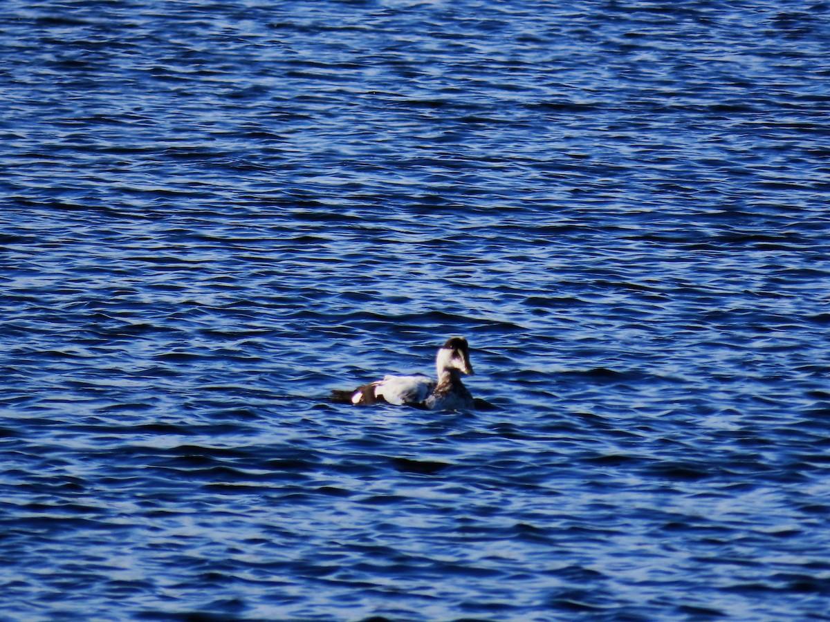 ホンケワタガモ - ML646539560