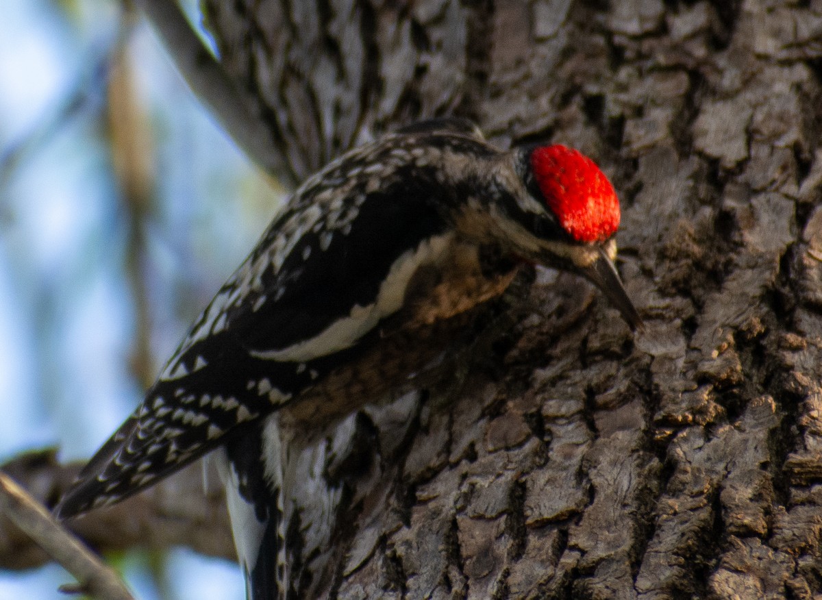 シルスイキツツキ - ML646539561