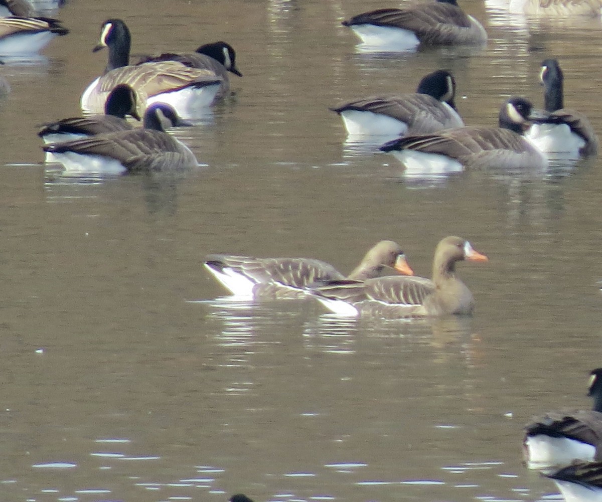 Antzara muturzuria - ML646539562