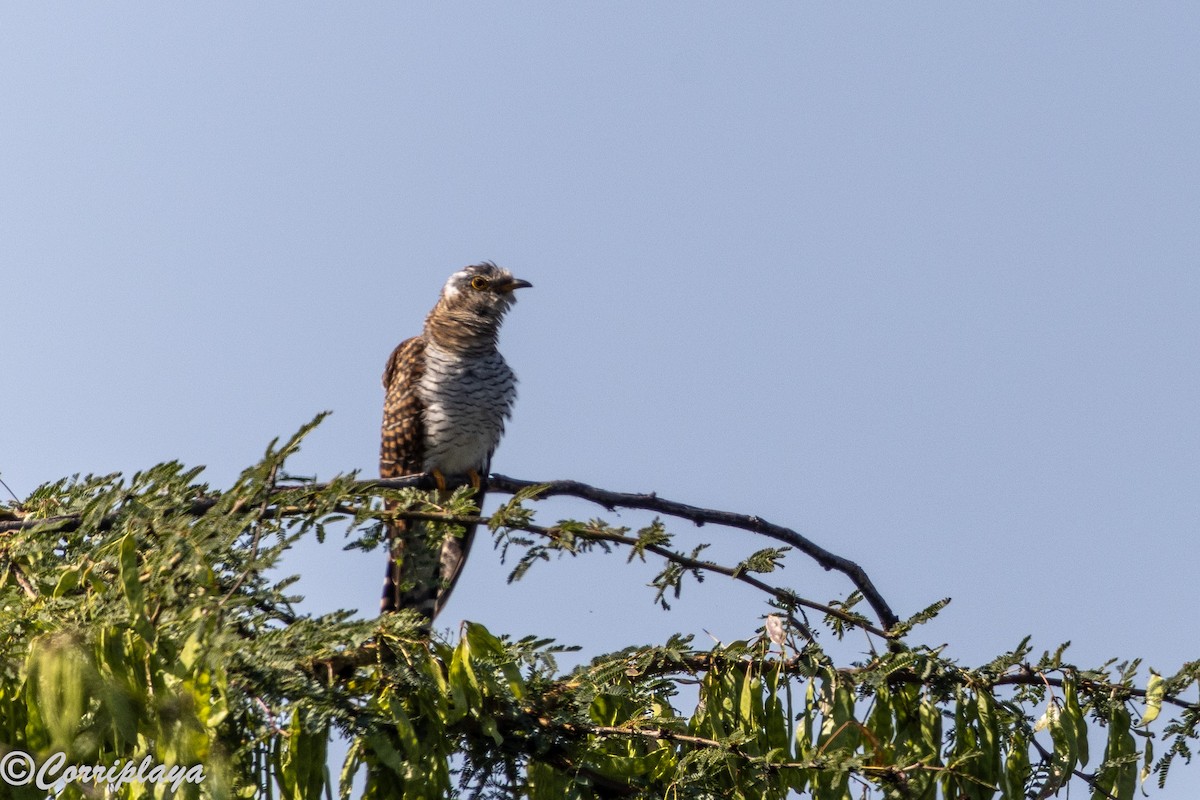 African Cuckoo - ML646539563