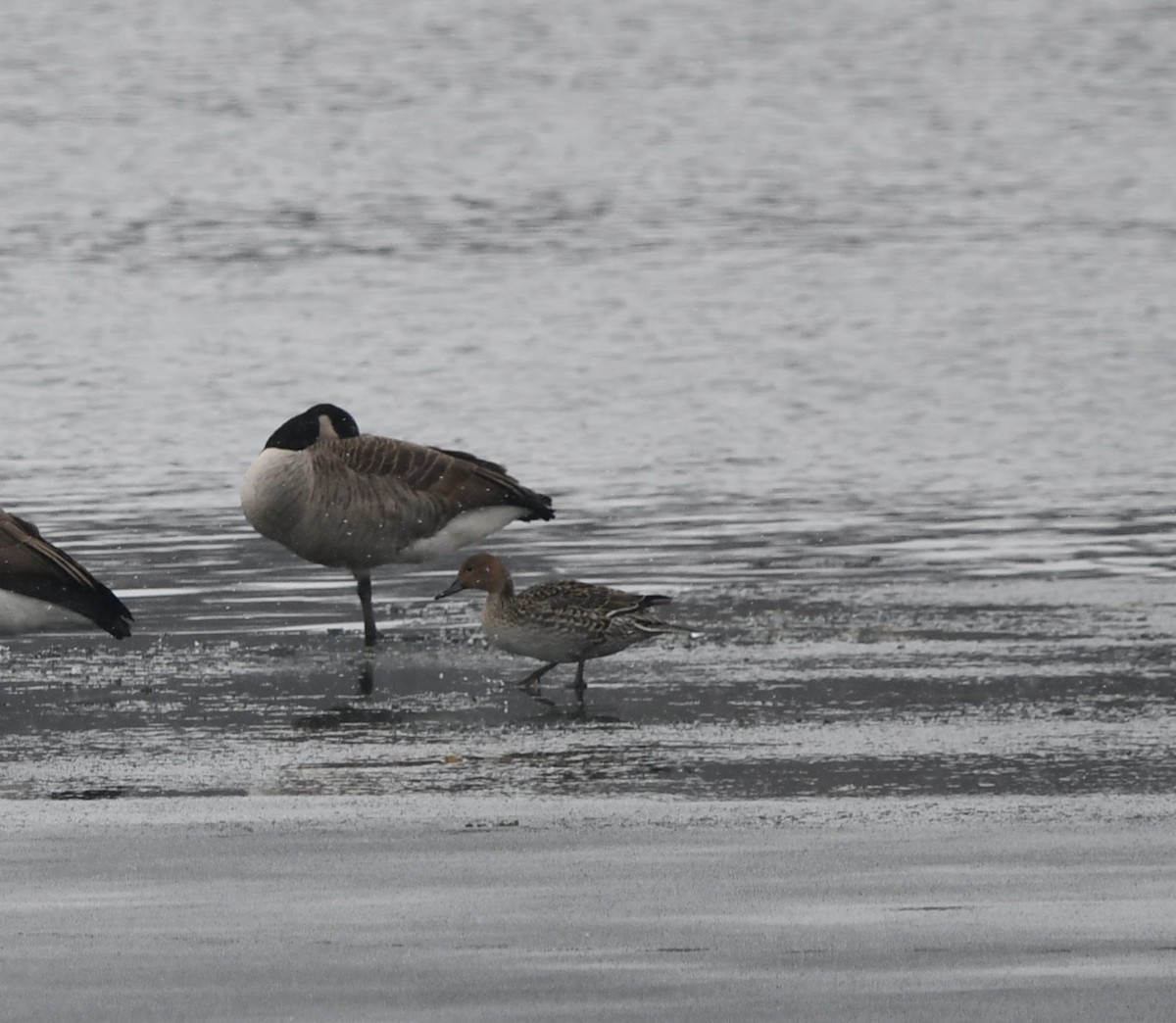 オナガガモ - ML646539564