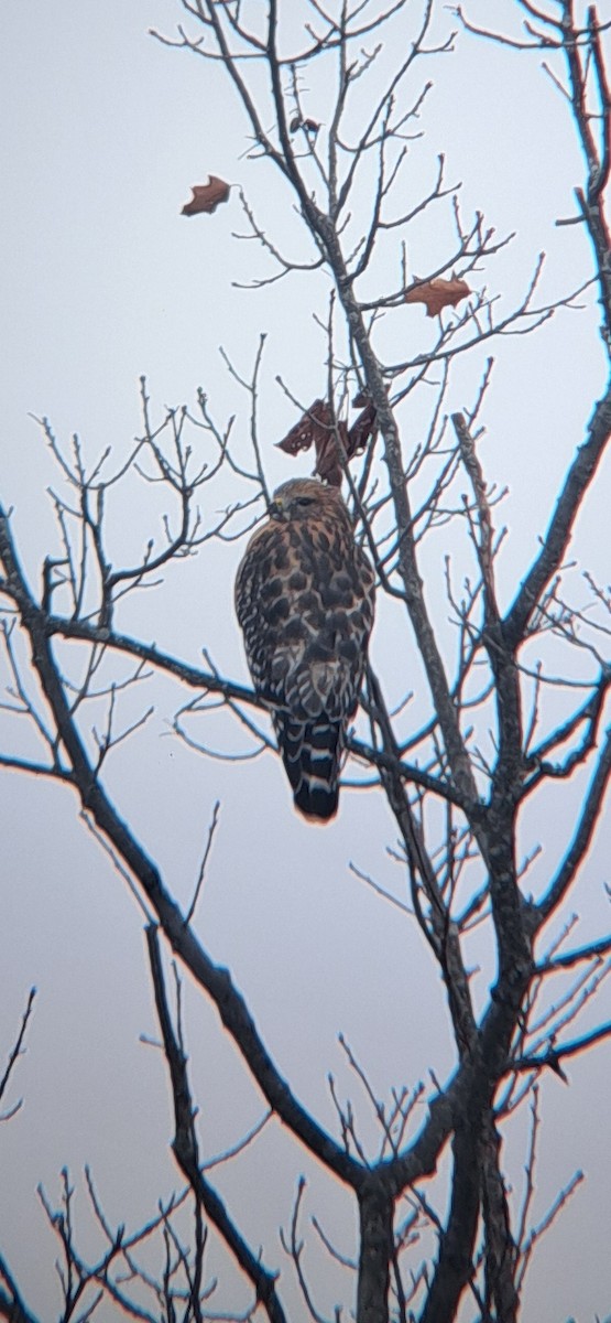 カタアカノスリ - ML646539565