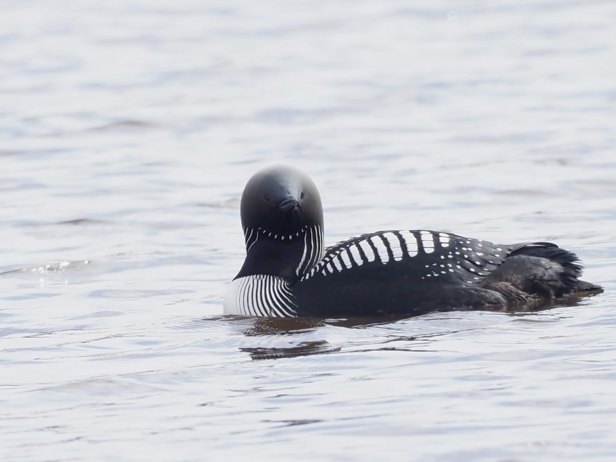 シロエリオオハム - ML646539566