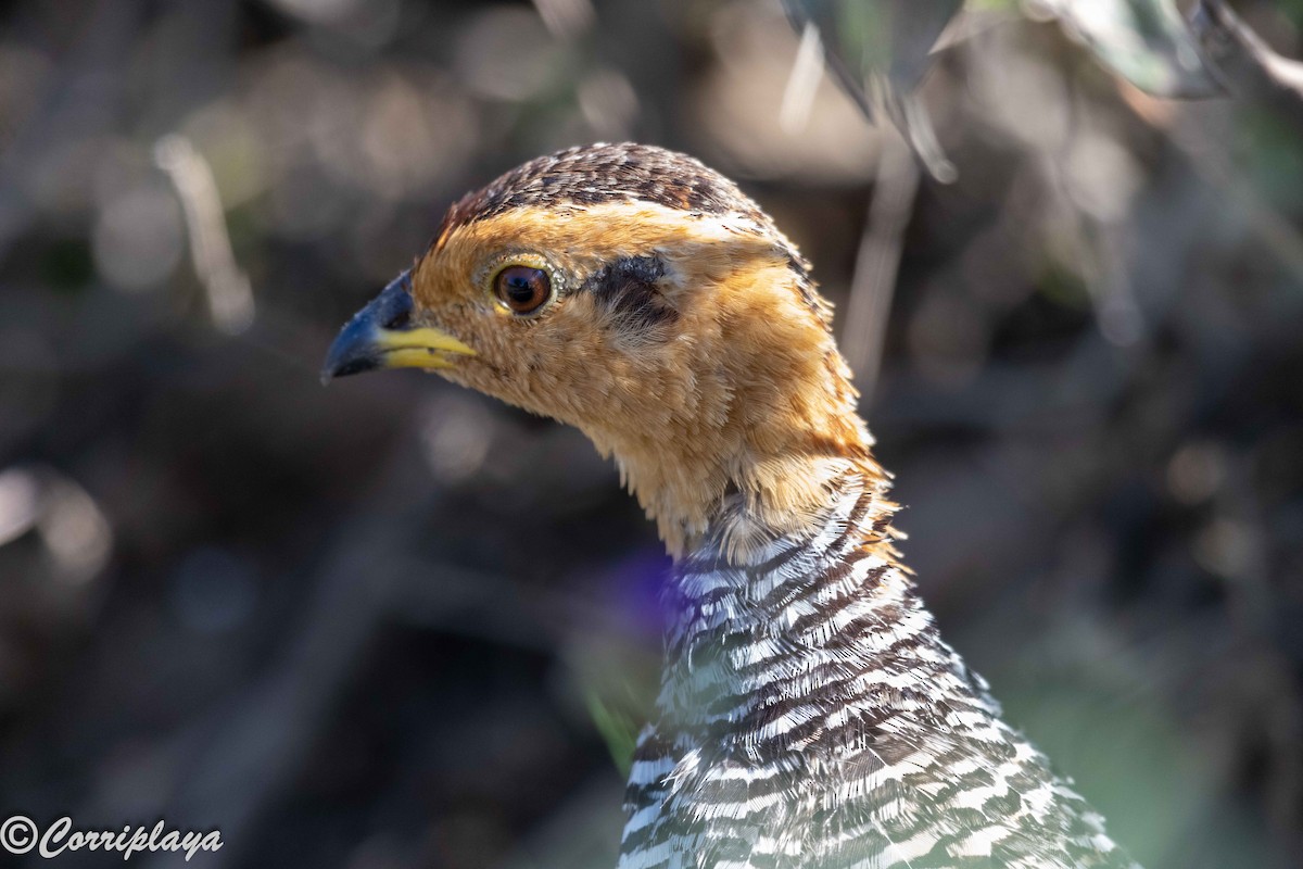 Coqui Francolin - ML646539567