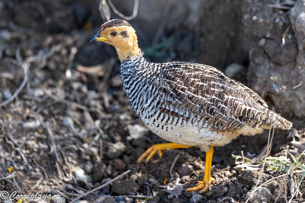 Coqui Francolin - ML646539568